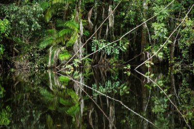 Forest of Mirrors